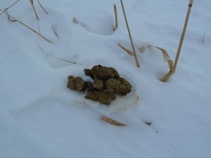 feelings of snow.JPG