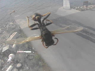 Deeer Creek Cam.jpeg